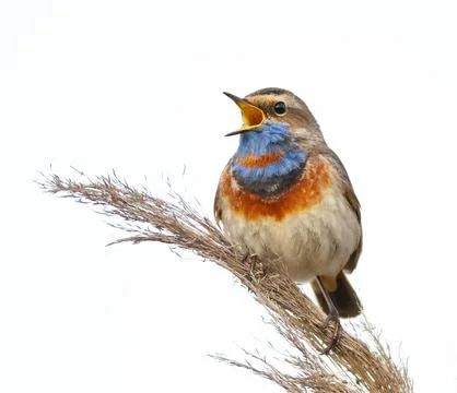 Bluethroat, male singing while sitting on top of a reed, close-up of the bi.. Stock Photos