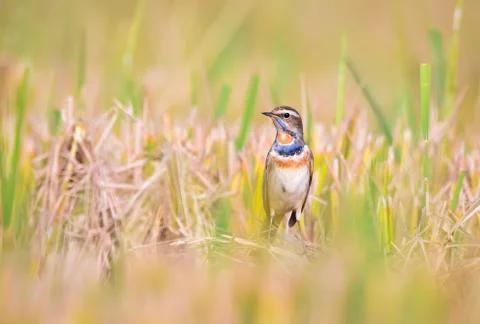 Bluethroat on paddyfield Stock Photos