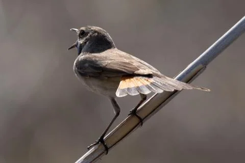 Bluethroat Stock Photos