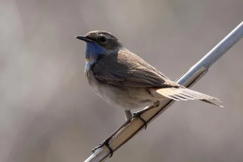 Bluethroat Stock Photos