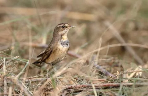 Bluethroat Stock Photos