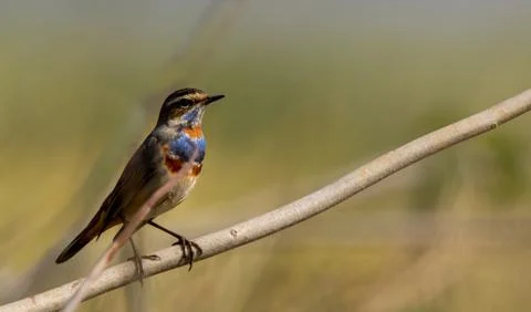 The bluethroat Stock Photos