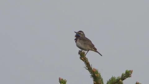 Bluethroat singing Video stock 243225282