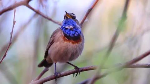 Bluethroat singing while sitting on a branch in the morning spring Stock Footage 107558648