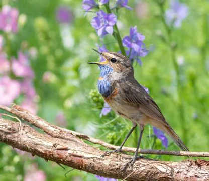 Bluethroat sings, sitting on the root of a tree, against the background of .. Foto stock
