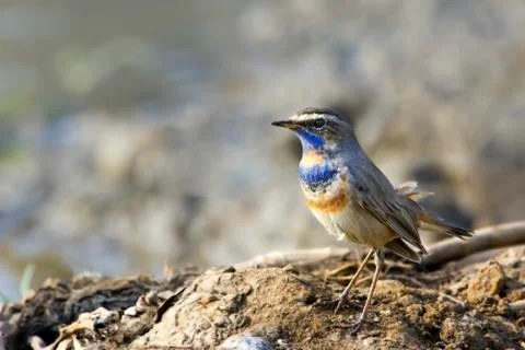Bluethroat sits on the perch Foto stock