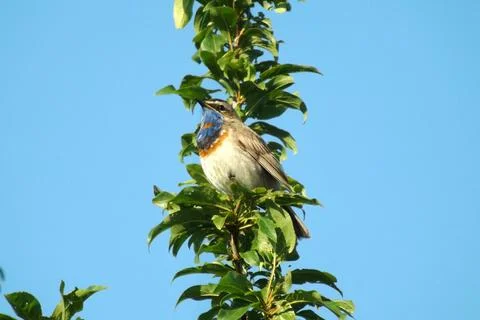 Bluethroat sitting on a tree branch Stock-Fotos