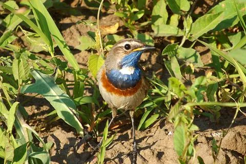 Bluethroat walking on the grass Foto stock