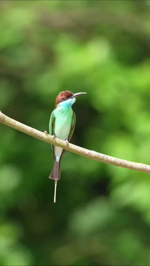 Bluethroated beeeater perched on a branch in natural habitat Stock Footage 335248401