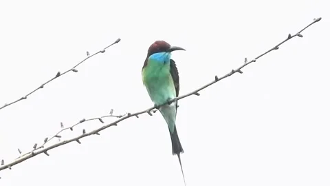 Bluethroated beeeater perched on a thin branch isolated on white background Stock Footage 336033355