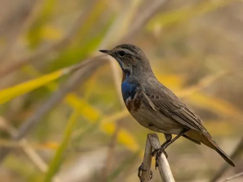 Bluethroats typically arrive Stock Photos