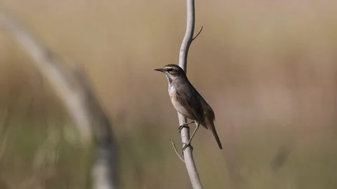 Bluethroats usually skulk in low dense shrubbery. Stock Footage 305932184
