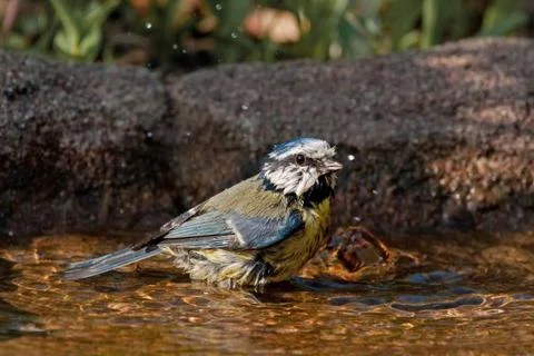 Bluetit Bathing Stock Photos