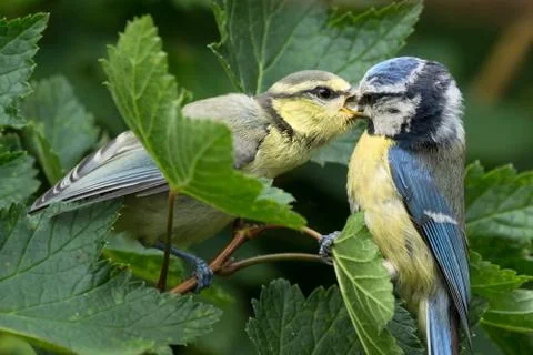Bluetit being fed Stock Photos