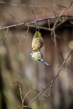 Bluetit bird on a chuck piston Stock Photos