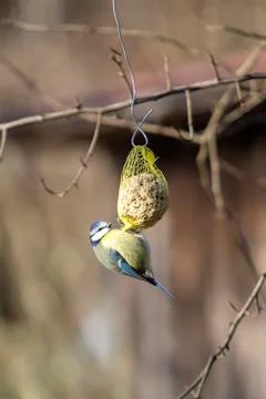 Bluetit bird on a chuck piston Stock Photos