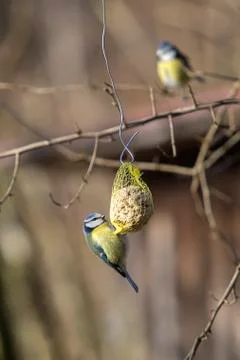 Bluetit bird on a chuck piston Stock Photos