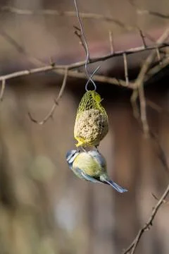 Bluetit bird on a chuck piston Stock Photos