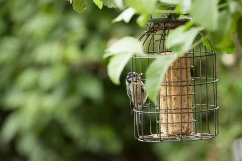 Bluetit on bird feeder Stock Photos