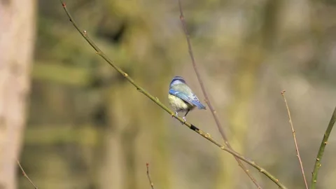 Bluetit Bird in Flight. Bluetit Bird on the Tree Branches Video stock 306863814
