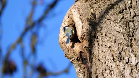 Bluetit Bird in Flight. Bluetit Bird on the Tree Branches Stock Footage 306863822