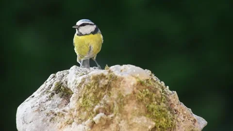 Bluetit bird on small rock Stock Footage 135788765
