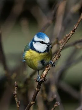 Bluetit bird on a thin branch Stock Photos