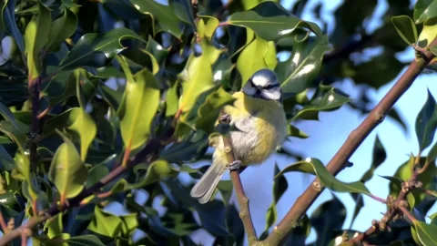 Bluetit Bird on the Tree Branch. Wild Bluetit Bird in Nature Video stock 306859508