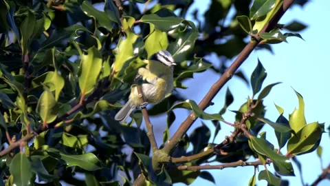 Bluetit Bird on the Tree Branch. Wild Bluetit Bird in Nature Stock Footage 306859509