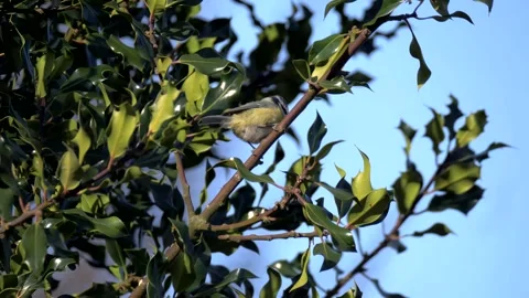 Bluetit Bird on the Tree Branch. Wild Bluetit Bird in Nature Stock Footage 306859512