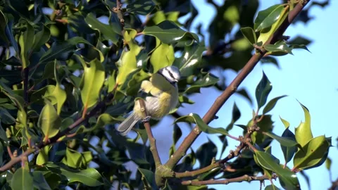 Bluetit Bird on the Tree Branch. Wild Bluetit Bird in Nature Stock Footage 306859542