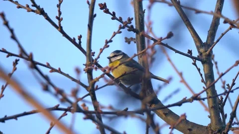 Bluetit Bird on the Tree Branch. Wild Bluetit Bird in Nature Stock Footage 306859543