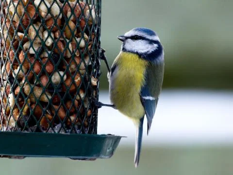Bluetit on birdfeeder Stock Photos