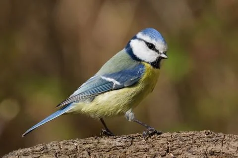 Bluetit on a branch looking right Stock Photos
