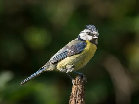 Bluetit on branch tip Stock Photos