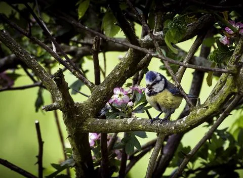 Bluetit in Bush Stock Photos