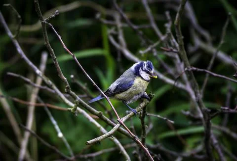 Bluetit in Bush Stock Photos