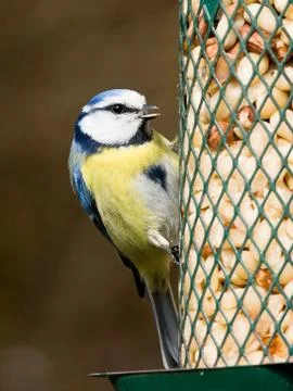 Bluetit on feeder Stock Photos