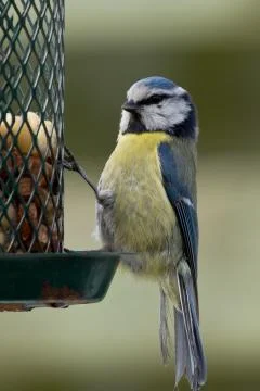 Bluetit on feeder Stock Photos