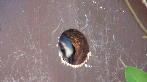 Bluetit Stock Footage 2976652