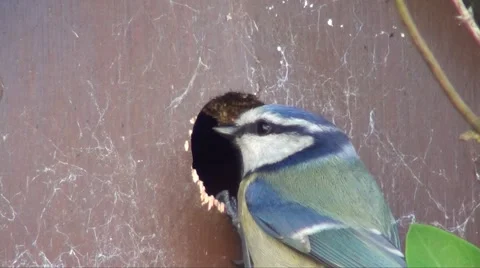 Bluetit Stock Footage 2998004
