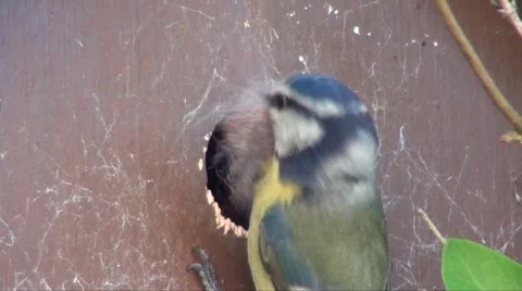 Bluetit Stock Footage 3074709