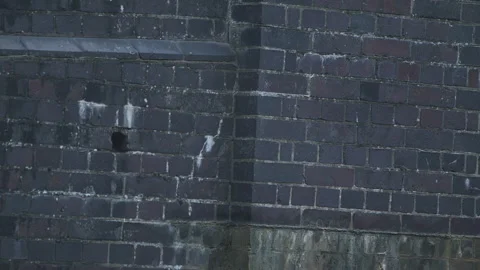 Bluetit nesting in bridge 스톡 동영상 137648696