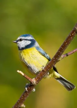 Bluetit (Parus caeruleus) Stock Photos