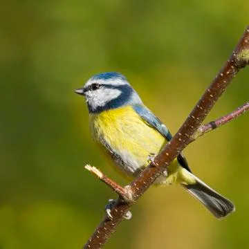 Bluetit (Parus caeruleus) Stock Photos