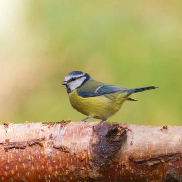 Bluetit (Parus caeruleus) Stock Photos