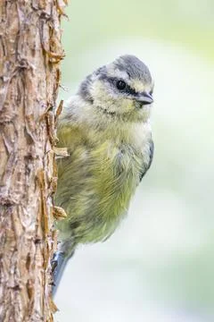 Bluetit perching with Yellow Underside Stock Photos