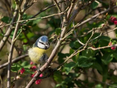 Bluetit in ribes Stock Photos