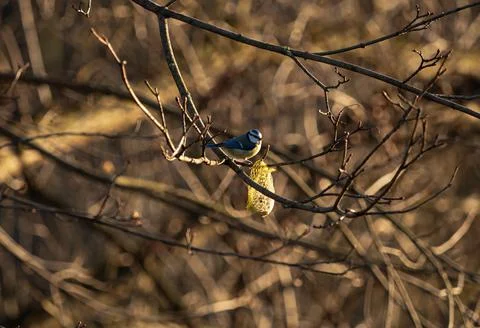 A bluetit sits on a tree in spring next to bird food, winter feeding Stock Photos