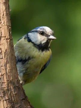Bluetit on vertical branch Stock Photos